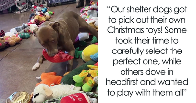 Folks Donate Toys To Stray Shelter, Get The Cutest Video Of Pups Picking Their X-Mas Gifts In Return