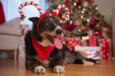 Voices: Dressing your dog up for Christmas is barking mad – I don’t care how ‘cute’ you find it