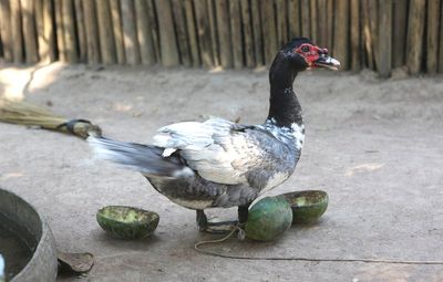 Ancient Amazon people lived in ‘garden cities’, ate corn and raised ducks, archaeologists find