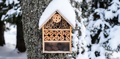 What do insects do all winter?