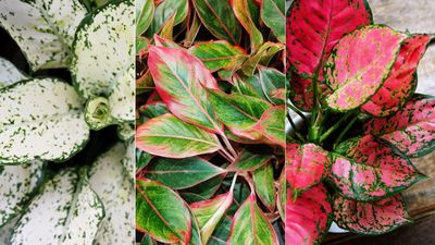 Best Chinese evergreen varieties – 5 stunning choices with bright variegated foliage