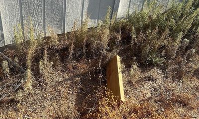 Can you spot the rattlesnake located by dog in Arizona yard?