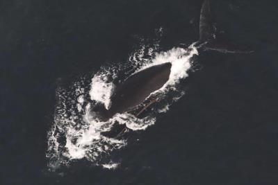 Endangered North Atlantic Right Whales Face Increasing Threats