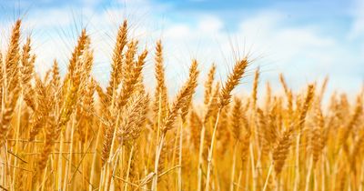 3 Agriculture Stocks Growing With Rising Commodity Prices