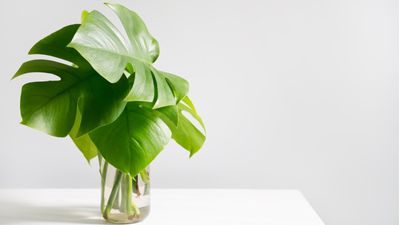 Can you grow a monstera in water? Expert tips for successful hydroponic houseplants