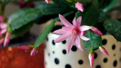 Why Are My Christmas Cactus Leaves Turning Red? Experts Reveal the Worrying Cause and How You Can Fix It