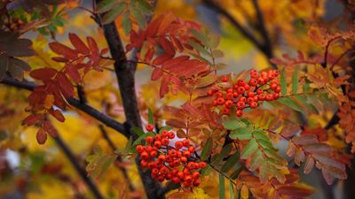 How to grow rowan trees – for an ancient species with a touch of festive magic