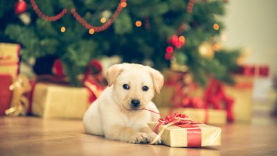 How to train your dog to open Christmas presents