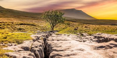 The secret world of plants living in our limestone pavements