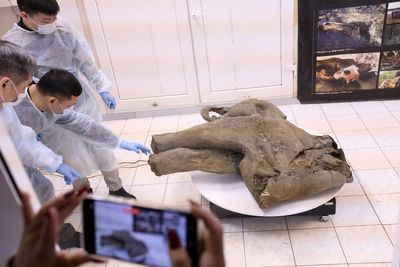 Baby mammoth preserved for 50,000 years unveiled in Russia's Siberia