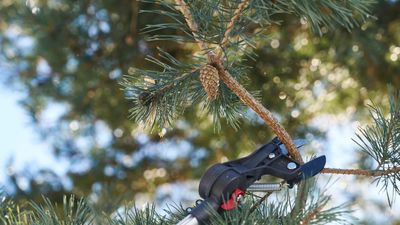 I tested the Felco 290 pole pruner – it was so easy to use I felt like I'd been given a gardening superpower