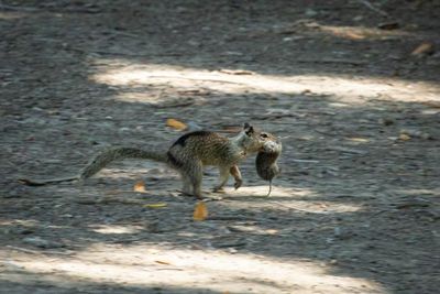 Scientists make ‘shocking’ predatory discovery about California’s ground squirrels