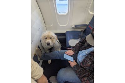 First Class Delta Passenger Finds Service Dog in His Seat, Told He's Been Downgraded: 'There's No Way That Dog Has Spent As Much As I Have'