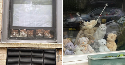 This Instagram Account Posts Pics Of Cats In Windows And We’re Smitten (30 Pics)