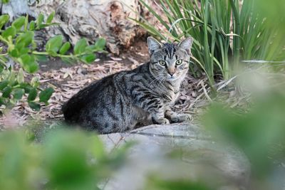 Bird flu is killing cats: report