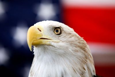 Biden signs a bill officially making the bald eagle the national bird of the US