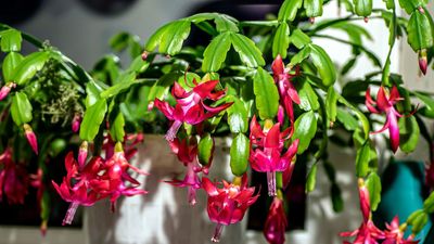 When to Repot a Christmas Cactus — This Flourishing Flower Should Be Rehomed After It Blooms, and Here's Why