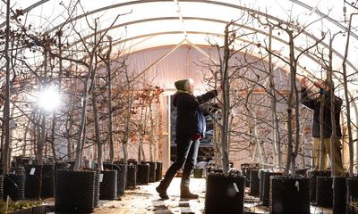 Stressed out trees helping charities restore valuable aspen forests