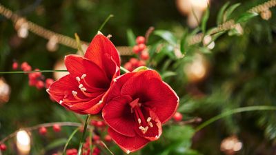 How Long Do Amaryllis Blooms Last? 4 Steps to Help This Ravishing Flower Live for Longer With a Little Extra Care