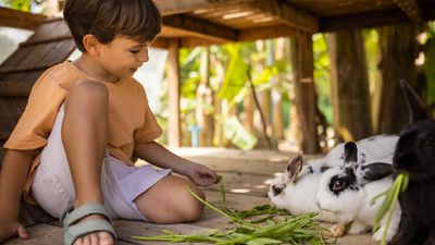 Give these 32 activities for rabbits a try to improve your bond with your bun