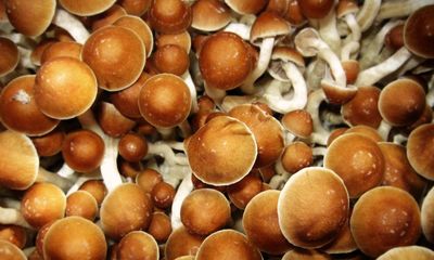 Experts warn of mental health risks after rise in magic mushroom use