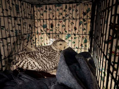 Snowy owl rescued from car grille by Minnesota woman who saved another bird hours earlier