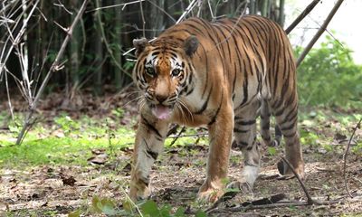 Tiger among 20 cats to die of bird flu at sanctuary in Washington state