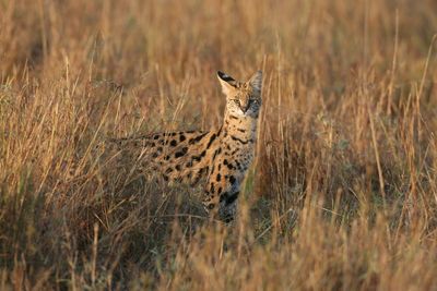 Twenty big cats die after contracting bird flu at Washington State animal sanctuary