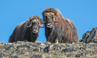 They lived through the ice age. Can the mighty musk ox survive the heat?