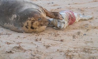 ‘Britain’s wildlife safari’: baby boom in Norfolk as seal colonies flourish