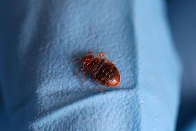 Home Office spent thousands to get rid of bedbug infestation at Westminster HQ