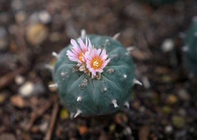 Peyote sacred to Native Americans threatened by psychedelic renaissance and development