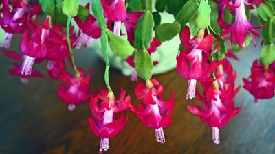 How Long Does a Christmas Cactus Live? Experts Say This Bountiful Beauty Can Last Up to 30 Years — or More!