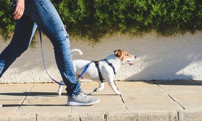 Scientists explore longevity drugs for dogs that could also ‘extend human life’