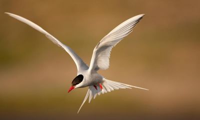 National Trust records ‘alarming’ drop in insects and seabirds at its sites