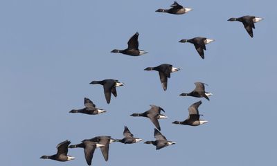 Country diary: The brent geese arrive like fighter pilots – wary of danger