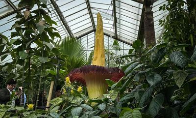 Plantwatch: the smelly deception of titan arum’s phallic spadix