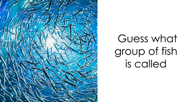 If You Think You Have Great Vocabulary Skills, This Animal Group Name Trivia Might Shake Your Confidence