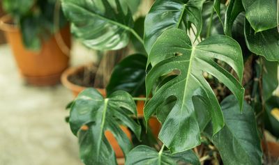 How Often Should You Water Monstera? Plant Experts' Top Tips to Keep Your Plant Thriving Year Round