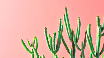 How to propagate a pencil cactus – for more of these super structural plants