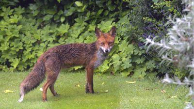 How to stop foxes digging up bulbs – 5 methods to protect your blooms for spring