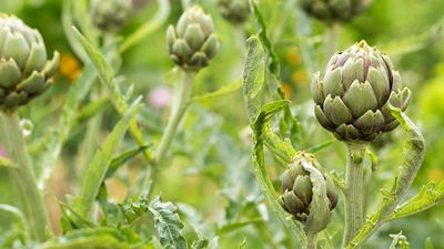 How to take artichoke cuttings – a simple method for growing more vegetable plants for free