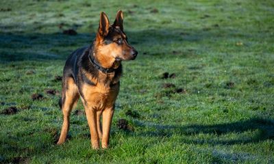 Missing Florida dog rings owner’s doorbell to announce its return home