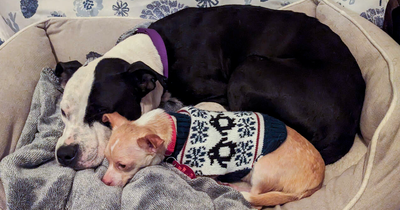 Two Completely Different Dogs Create The Most Beautiful Bond In A Shelter, And People Are Obsessed