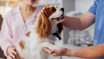 How Pet Insurance Works and Understanding Your Options