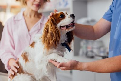How Pet Insurance Works and Understanding Your Options