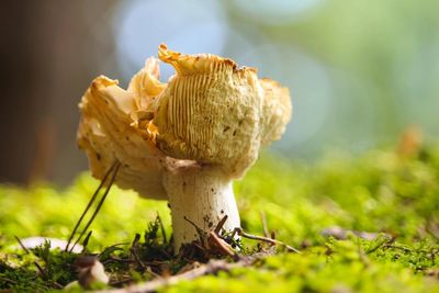 Best mushroom powders for energy, relaxation and mental clarity