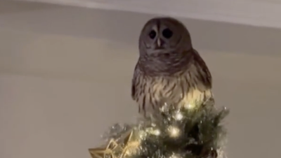 Owl flies down chimney to perch on family’s Christmas tree