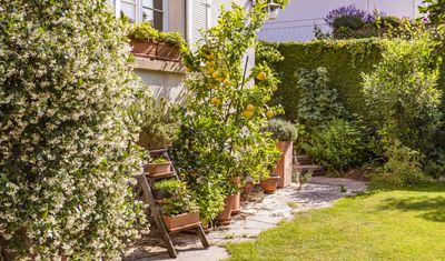 When to Prune Fruit Trees — Timing Is Key When Cutting Back Your Potted Patio Greens