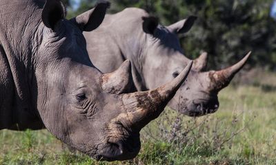 ‘We have to change our attitude’: wildlife expert says rhino horn trade must be legalised